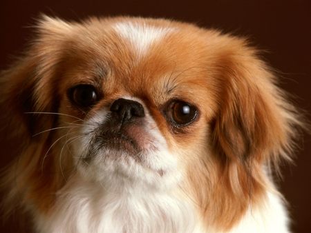 Smile for the Camera - pekingnese, pekingese, pekinese