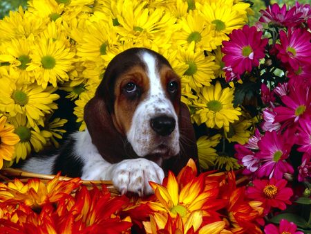 Spring Scents Basset Hound - basset hound