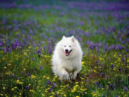 Romping in the flowers - dog, dogs, summer, field, samoyed, wildflowers