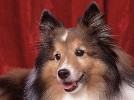 Untitled Wallpaper - sheltie