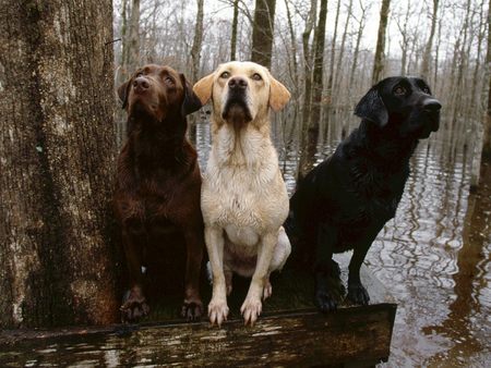 Three of a Kind - labrador, three of a kind, yellow, dogs, friendship, chocolate, black, wat cute dogs