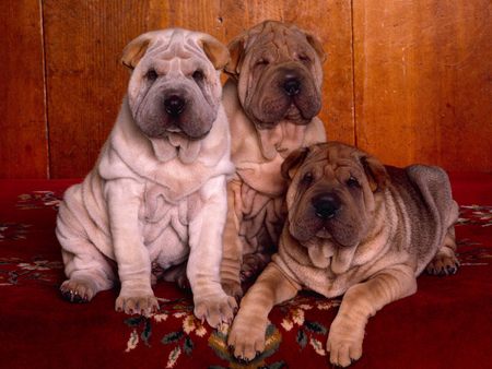 shar-pei - pei, cute, family portrait, dogs, silly dog, puppies, shar pei, shar, wringles, dog