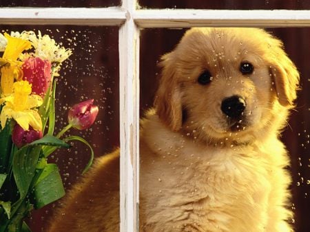 Waiting for the Sun to Come Out - window, puppy, golden retriever, sun, flowers