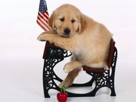 When is Recess - desk, school, golden retriever, apple, flag