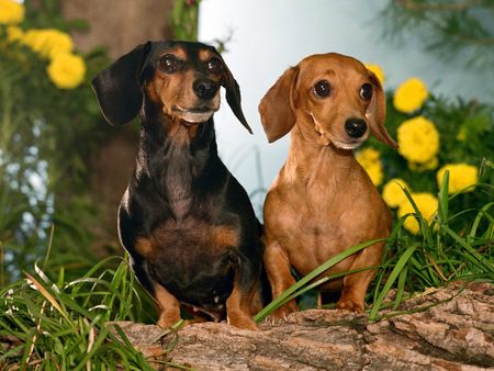 Mini Dachsunds - winston, dachshunds, pair of wienies, mini dachsunds, pets, dachshund, they are like my puppy, the cutest in the world, dogs, cute, maggie