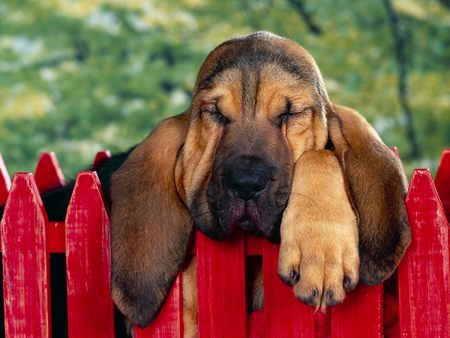 40 Winks - trees, bloodhound, red, dog, puppy, fence