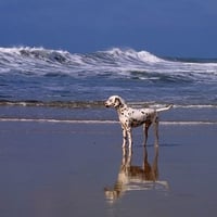 A day at the beach Dalmatian