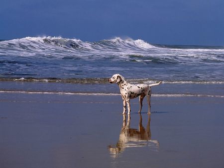 A day at the beach Dalmatian - beach, dalmatian, water