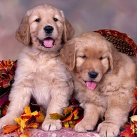 Golden Retrievers