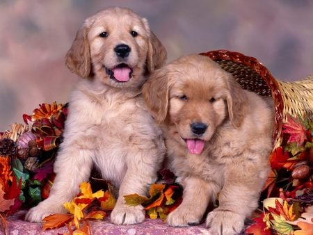 Golden Retrievers - golden retriever, golden retrievers