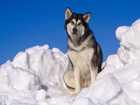 Alaskan Malamute