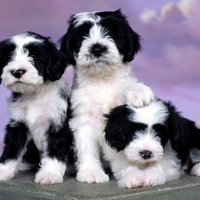 Tibetan Terriers