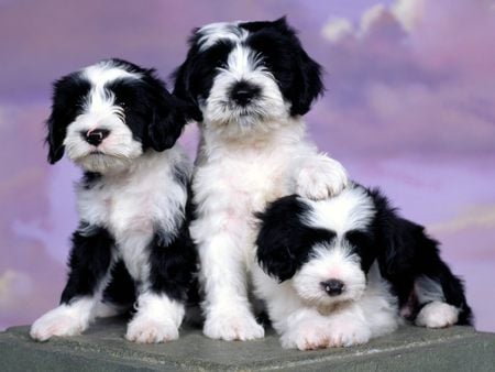 Tibetan Terriers