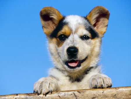 Untitled Wallpaper - australian cattle puppy