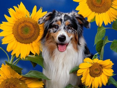 Untitled Wallpaper - australian shepherd, shepherd