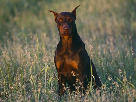 Untitled Wallpaper - dobermann