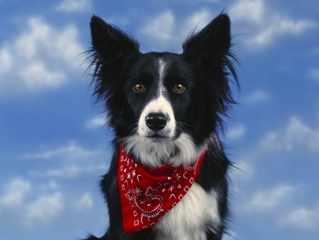 Untitled Wallpaper - border collie