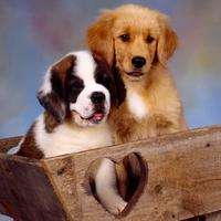 Best Friends - St. Bernard Puppy and Golden Retriever Puppy