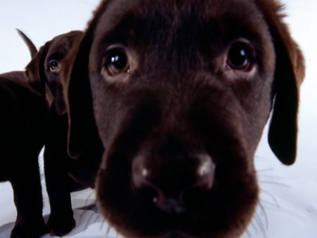 Nice to Meet You (Brown Dog Nose) - cute, nose