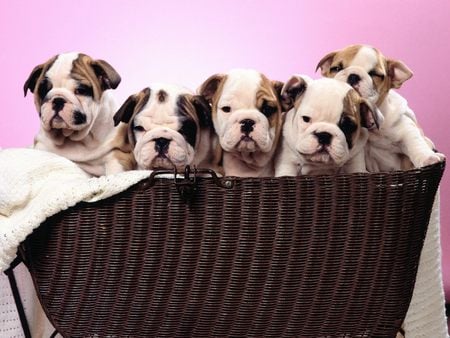 Untitled Wallpaper - bulldogs, bulldog