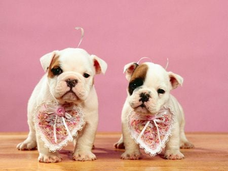 Untitled Wallpaper - valenties day, squishy pups, valentine, bulldog