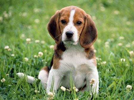 Beagle Puppy - beagle, desktop wallpaper, puppy, makethisyourwallpaper, wallpaper