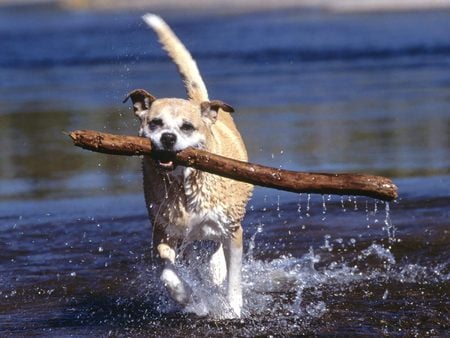 Untitled Wallpaper - dogs, water, fetch, stick