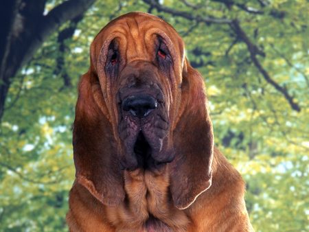 Not just beautiful but smart too - bloodhound