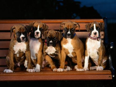 Boxer Puppies - puppies, boxer