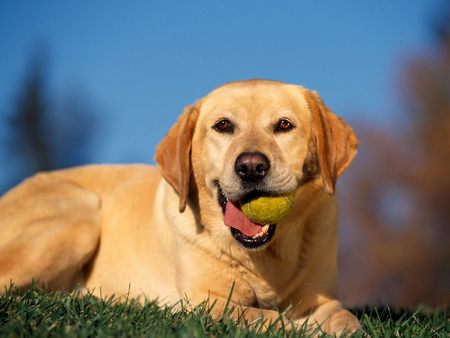 Untitled Wallpaper - labrador, tennis