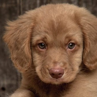 Nova Scotia Duck Tolling Retriever