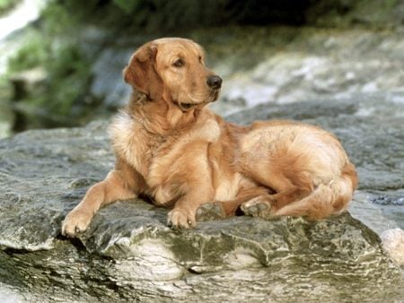 Golden Retriever (Buddy) Laying on a Rock - rock, water, hi, golden retriever