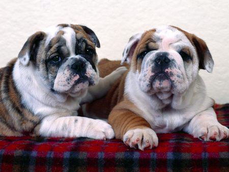 Untitled Wallpaper - bulldogs, bulldog