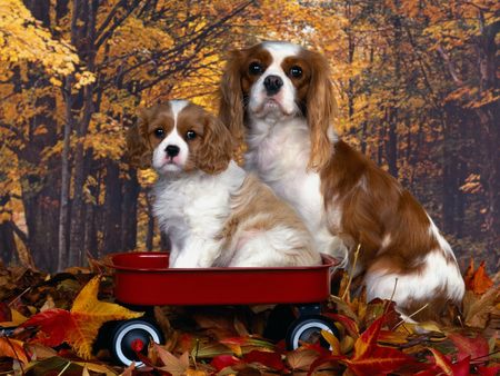 Cavalier King Charles Spaniel mom&pup