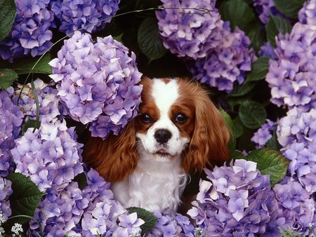 LITTLE CAVALIER KING CHARLES - cavalier king charles spaniel, flower dog, king charles