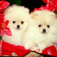 Christmas Pomeranians