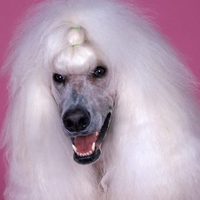 Continental Standard Poodle