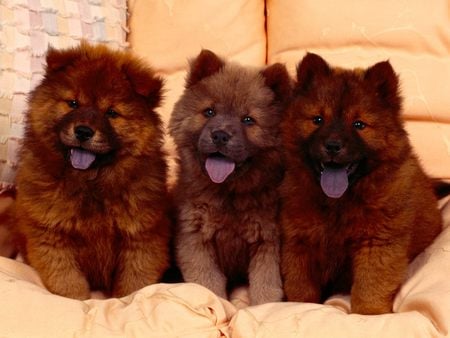 Untitled Wallpaper - chow chow