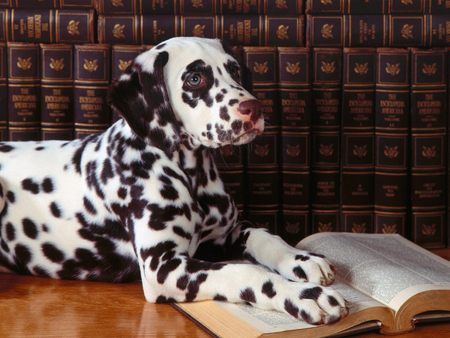 Dalmatian in Deep Thought - books, new librarian, dalmatian