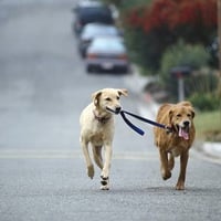 Labrador Walking a Golden Retriever