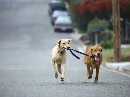 Labrador Walking a Golden Retriever - labrador, yellow labrador, yellow lab, golden retriever