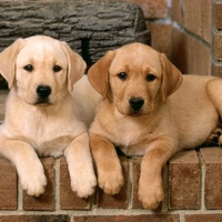 Double Trouble Labrador Retrievers