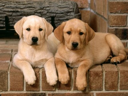 Double Trouble Labrador Retrievers - brick, cute, puppies, nick and lol 4eva, furry friend, labrador