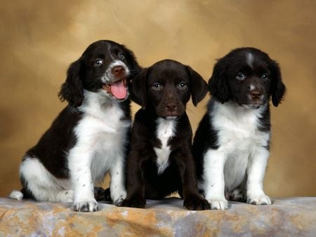 Untitled Wallpaper - english springer spaniel