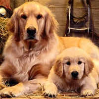 Family Portrait - Golden Retriever