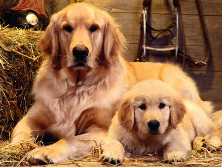 Family Portrait - Golden Retriever - golden retriever