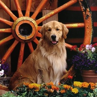 Golden Retriever Garden