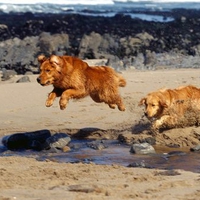 Follow the Leader - Golden Retrievers