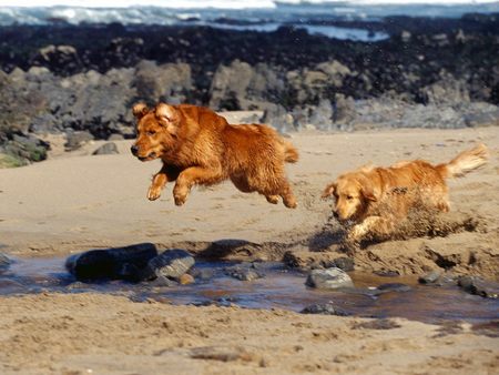 Follow the Leader - Golden Retrievers - golden retriever, jumping