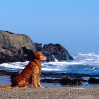 Wet Golden Retriever